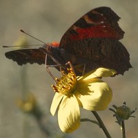 Schmetterling im Schlossgarten fotografiert von Georg Wenzel