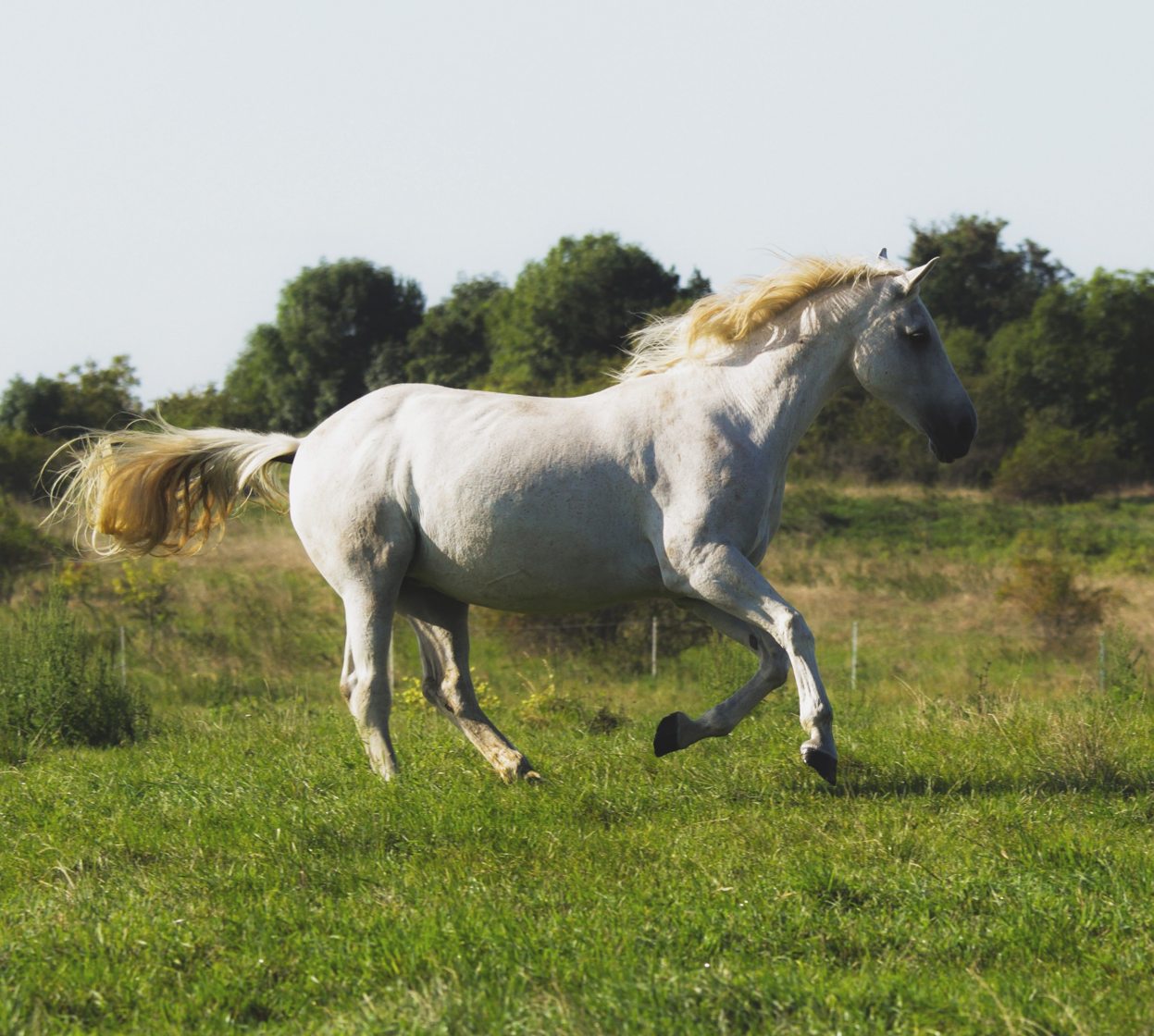 Pferd im offenen Stall
