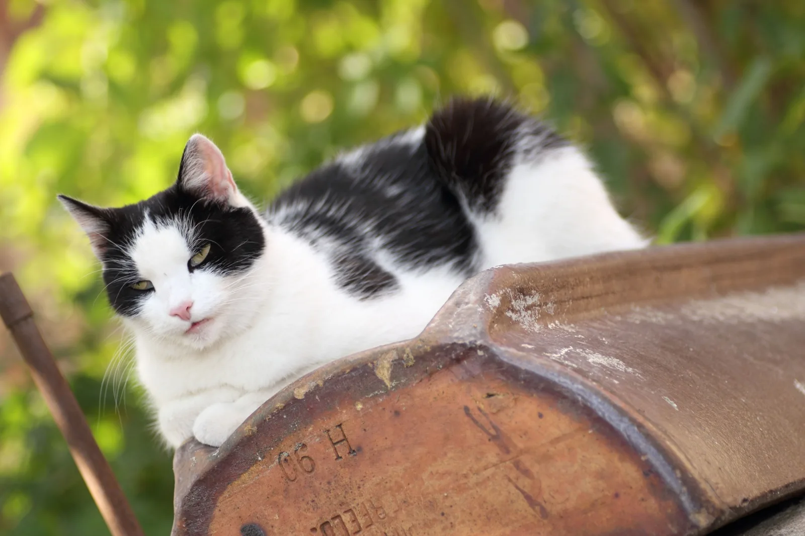 Eine schwarzweiße Katze ruht auf einem Fass