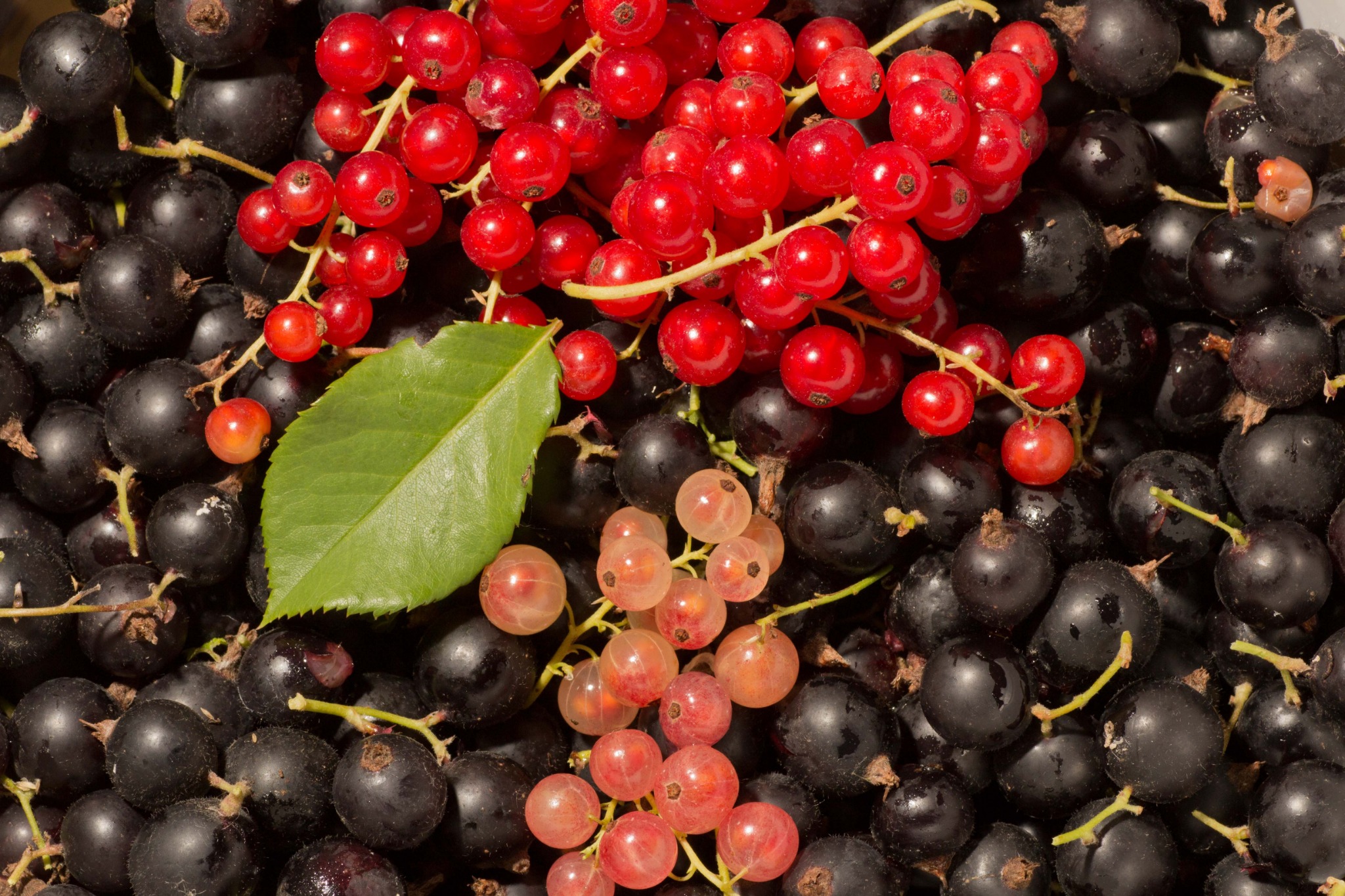 Beeren und Ernte aus dem Garten